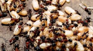 Hogyan lehet megszabadulni a hangyáktól, hangyairtás